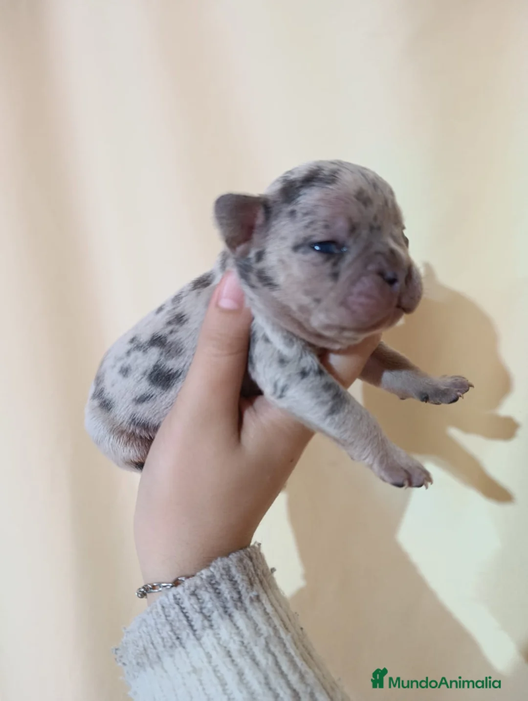 Bulldog Francés perros en venta: Bulldog francés exóticos  - Anuncio 1