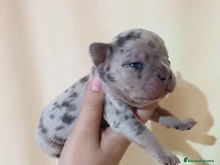 Bulldog Francés perros Bulldog francés exóticos - Anuncio 1
