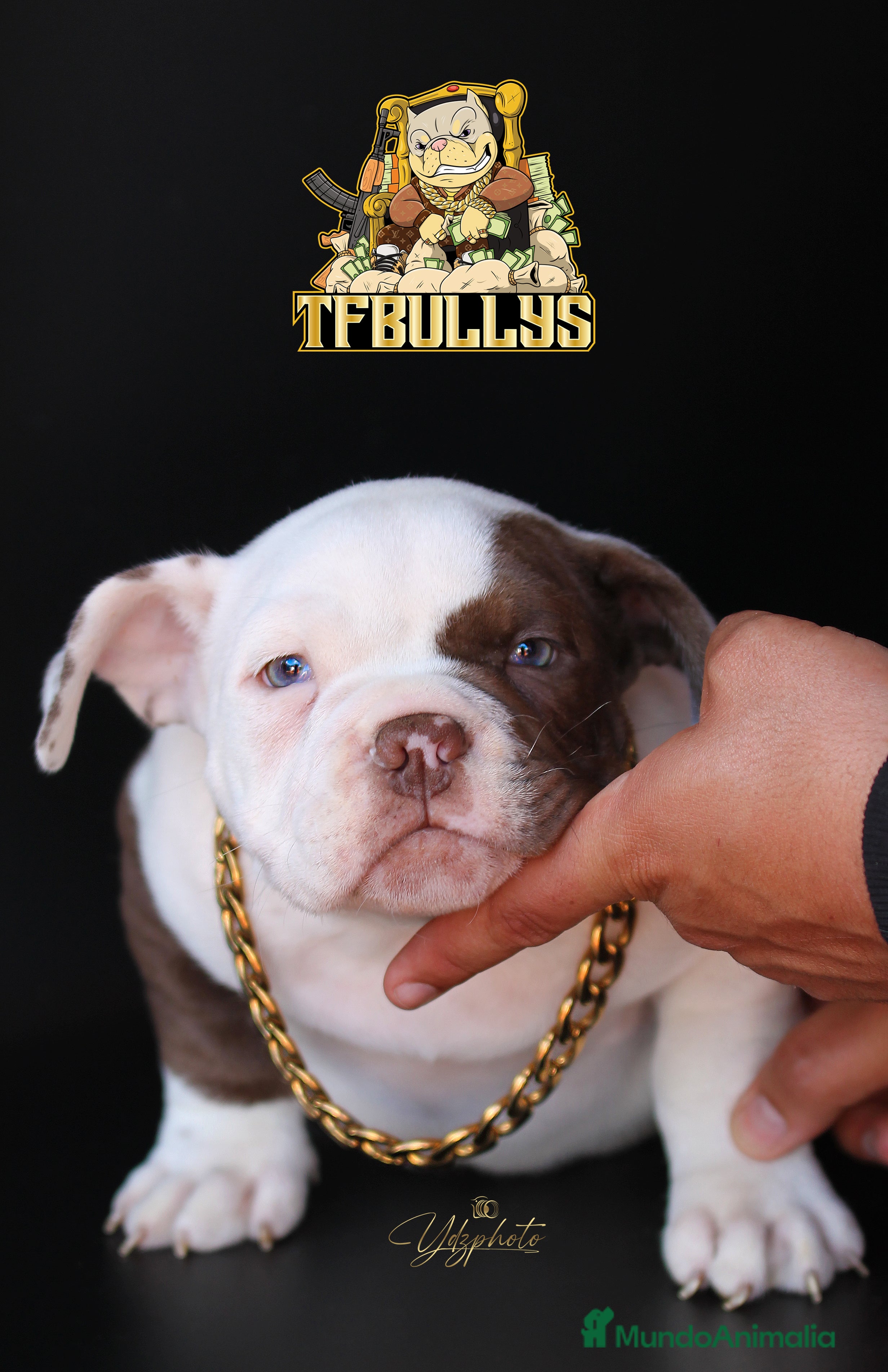 American Bully perros AMERICAN BULLY POCKET COLOR CHOCOLATE en Cantabria - Anuncio 2