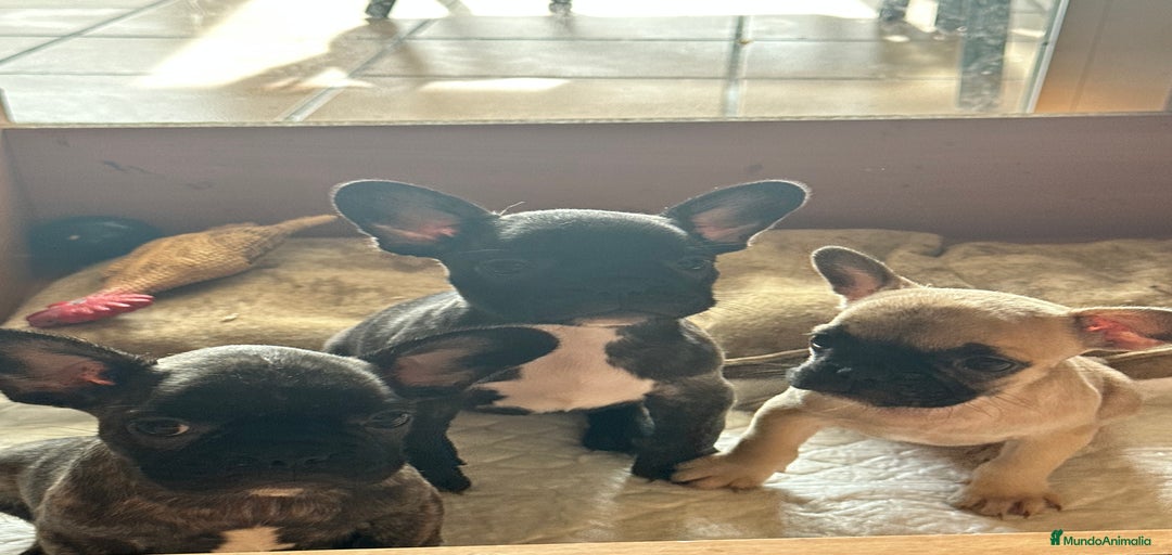 Imagen de galería {{count}}