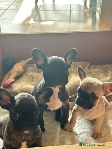 Imagen de galería {{count}}