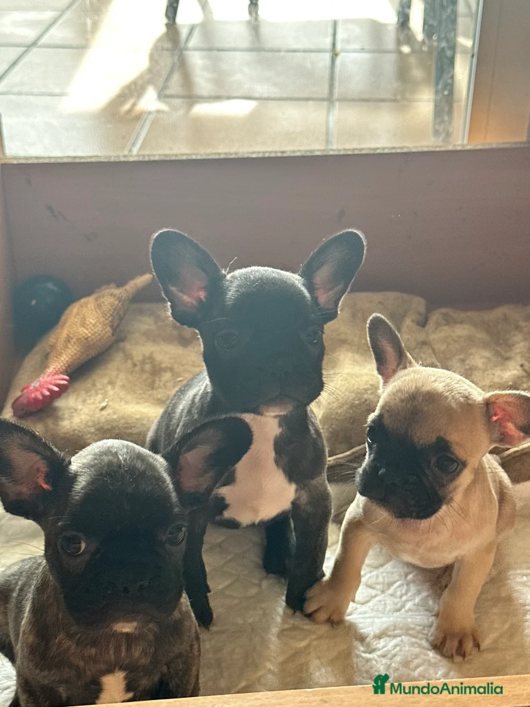 Imagen de galería {{count}}