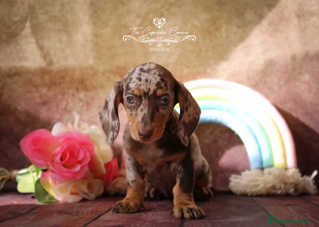 Imagen de galería {{count}}