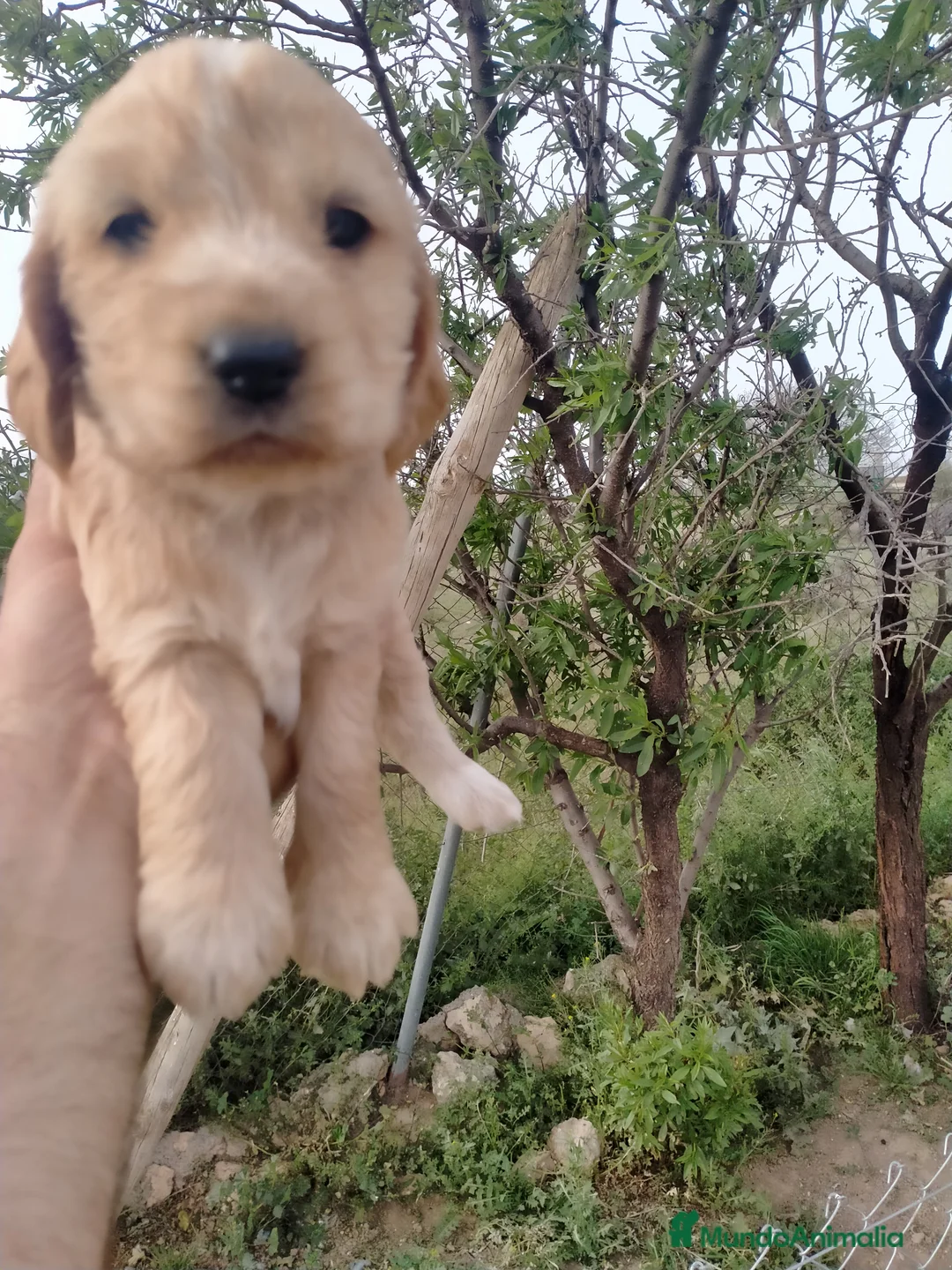 Cocker Spaniel Inglés perros en venta: Cocker dorados - Anuncio 3