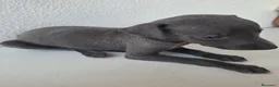 Whippet perros en venta: Cachorros de Whippet - Anuncio 7