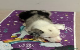Border Collie perros en venta: Border collie  - Imagen 19