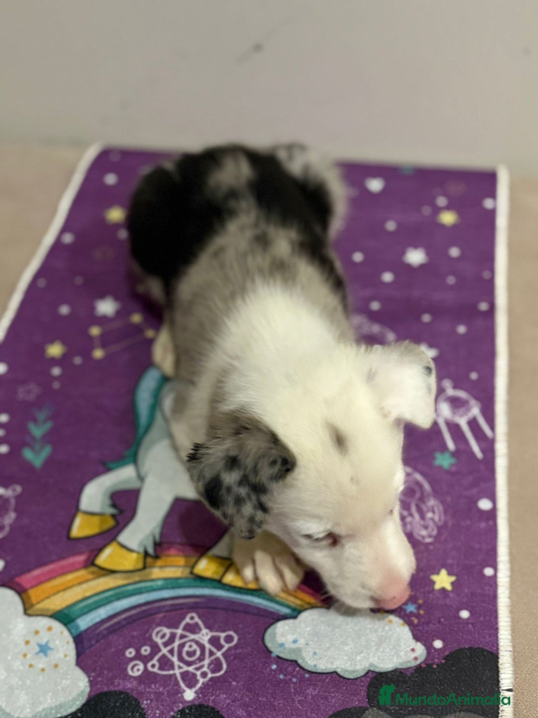 Border Collie perros en venta: Border collie  - Imagen 19