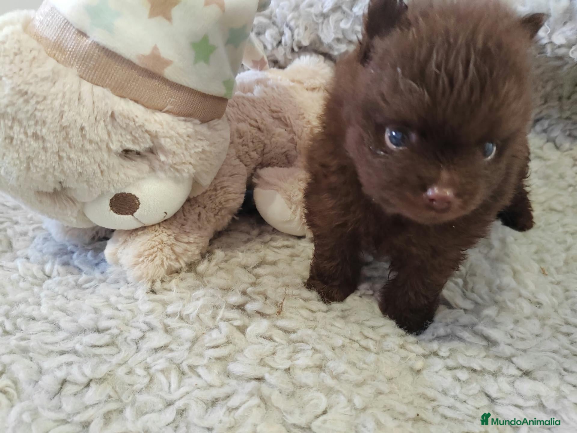 Pomchi perros Pomchi macho - Anuncio 2
