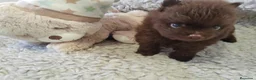 Pomchi perros en venta: Pomchi macho - Anuncio 1