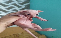Sphynx gatos en venta: Sphynx pura raza. Tacto goma - Imagen 4