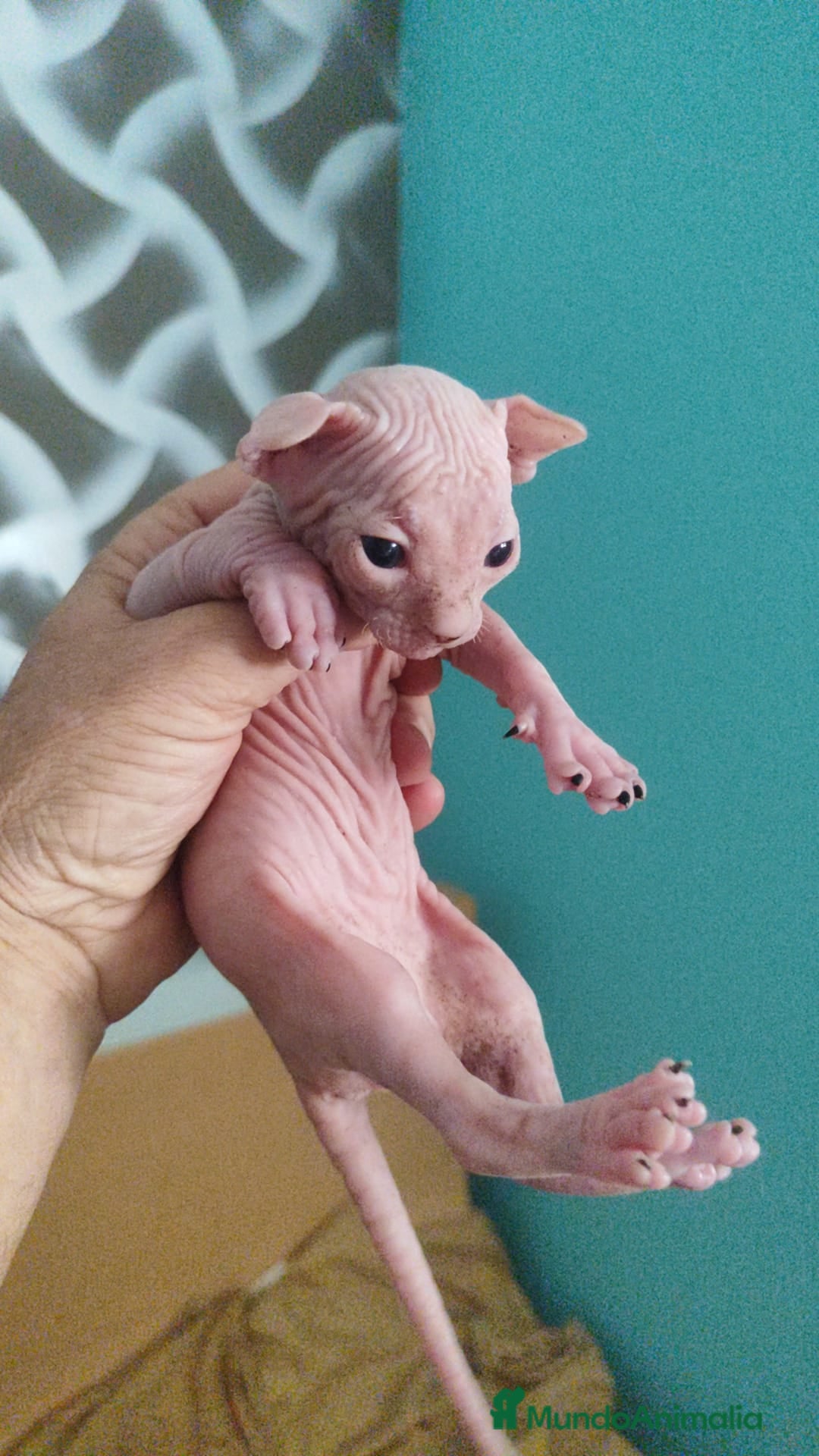 Sphynx gatos en venta: Sphynx pura raza. Tacto goma - Imagen 4