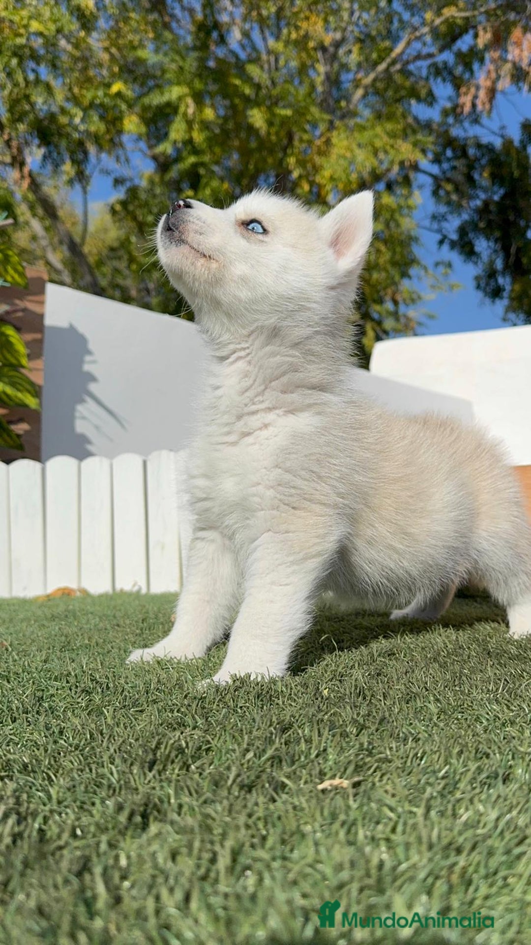 Husky Siberiano perros en venta: HUSKY  - Anuncio 12