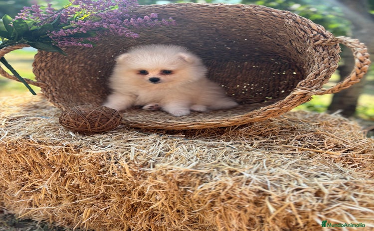 Pomerania perros - Anuncio 2