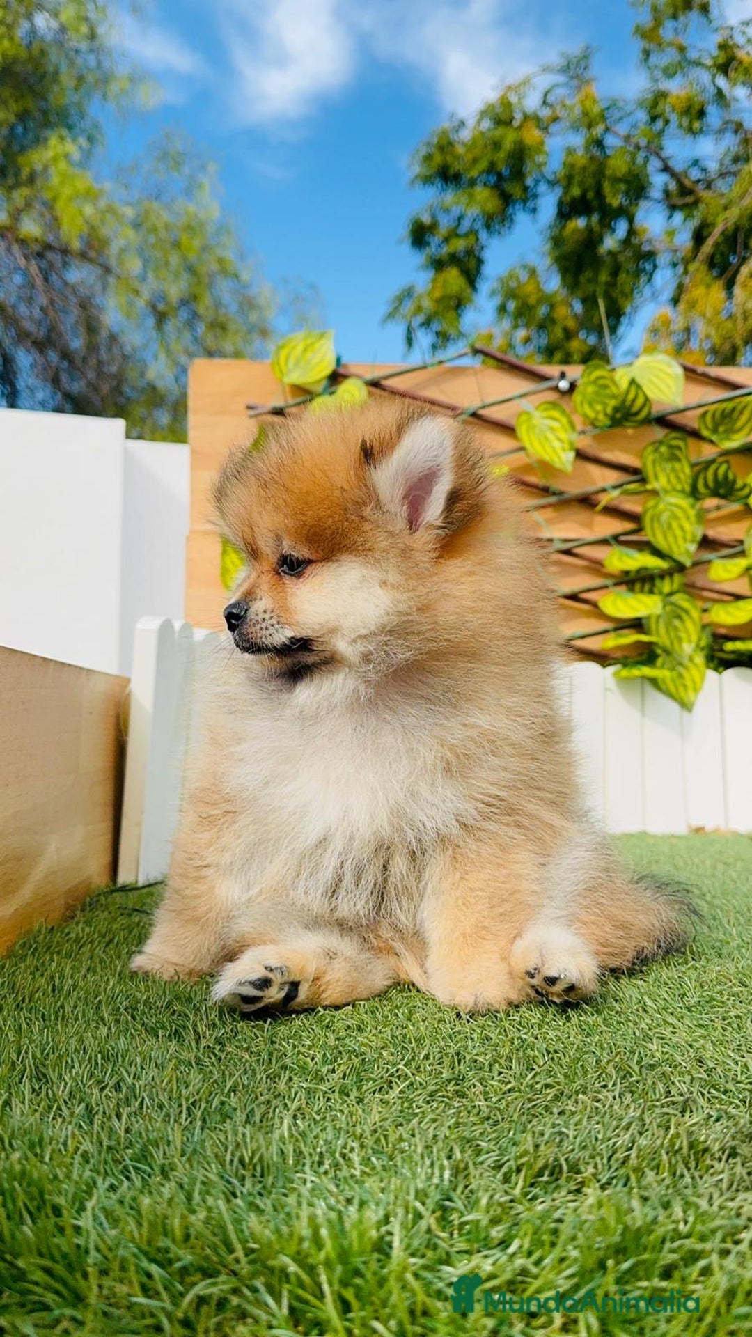 Pomerania perros en venta: POMERANIA MACHO - Imagen 16