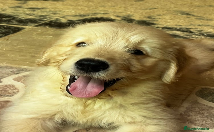 Goldendoodle perros - Anuncio 1