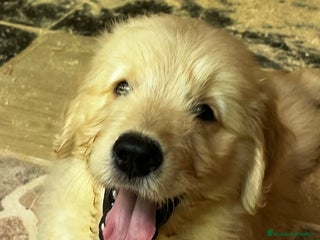 Goldendoodle perros - Anuncio 1