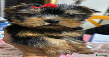 Yorkshire Terrier perros Yorkshire toy  - Anuncio 3