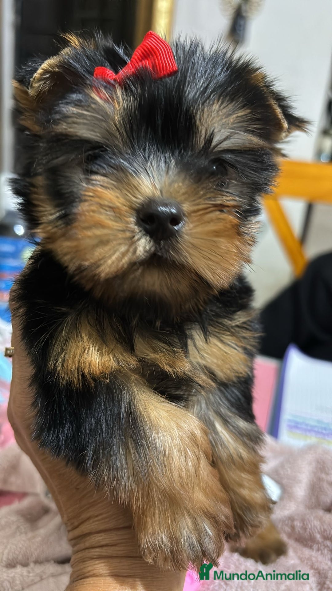 Yorkshire Terrier perros en venta: Yorkshire toy  - Anuncio 3