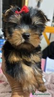 Yorkshire Terrier perros Yorkshire toy - Anuncio 1