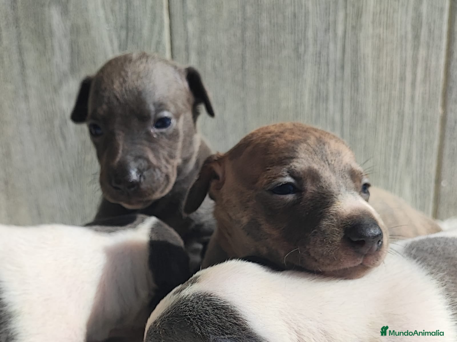 Whippet perros WHIPPET Hembra - Anuncio 4