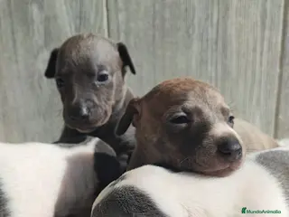 Whippet perros WHIPPET Hembra - Anuncio 4