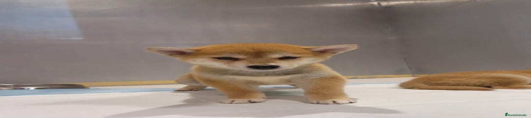 Shiba Inu Cachorro 3