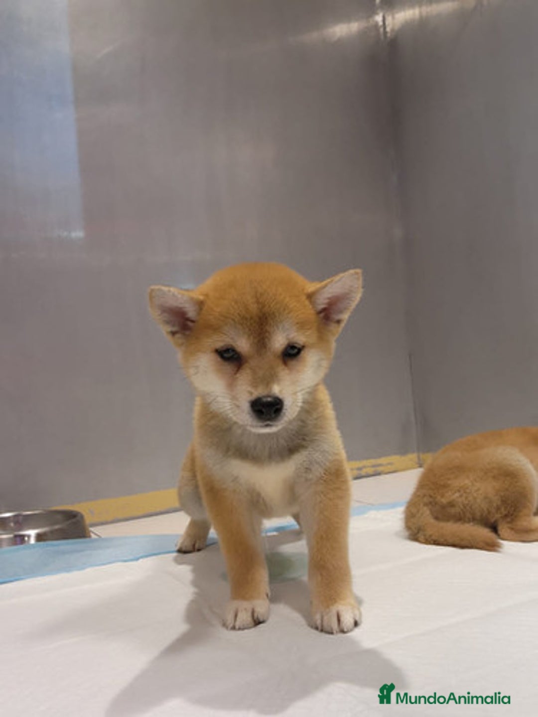 Shiba Inu perros en venta: Shiba Inu - Imagen 3