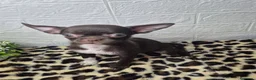 Chihuahua perros en venta: Chihuahua chocolate ❤️ 🐾  - Anuncio 4