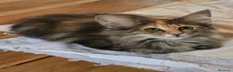 Bosque de Noruega gatos en venta: Bosques de Noruega  - Anuncio 6