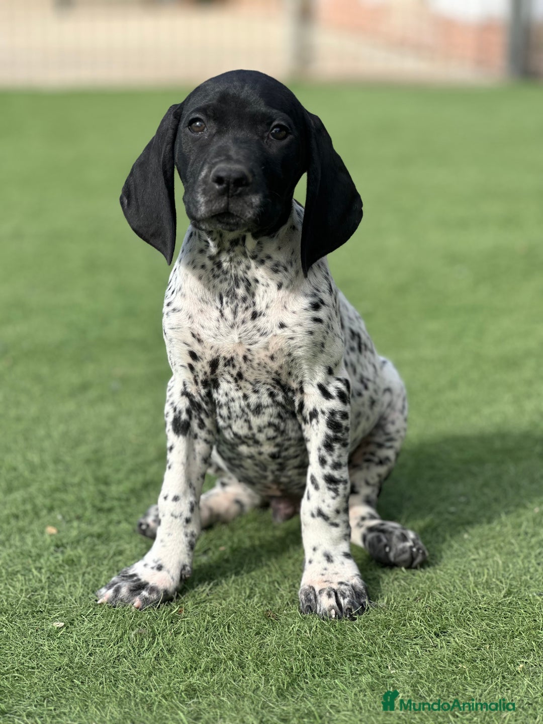 Braco Alemán de Pelo Corto perros en venta: Bracos alemanes - Imagen 2
