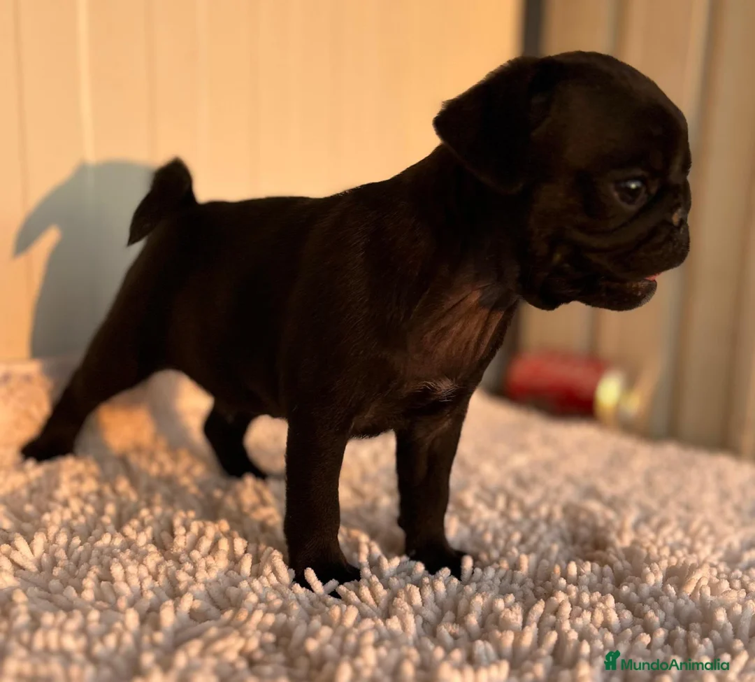 Carlino - Pug perros en venta: Carlino-pug macho - Anuncio 2