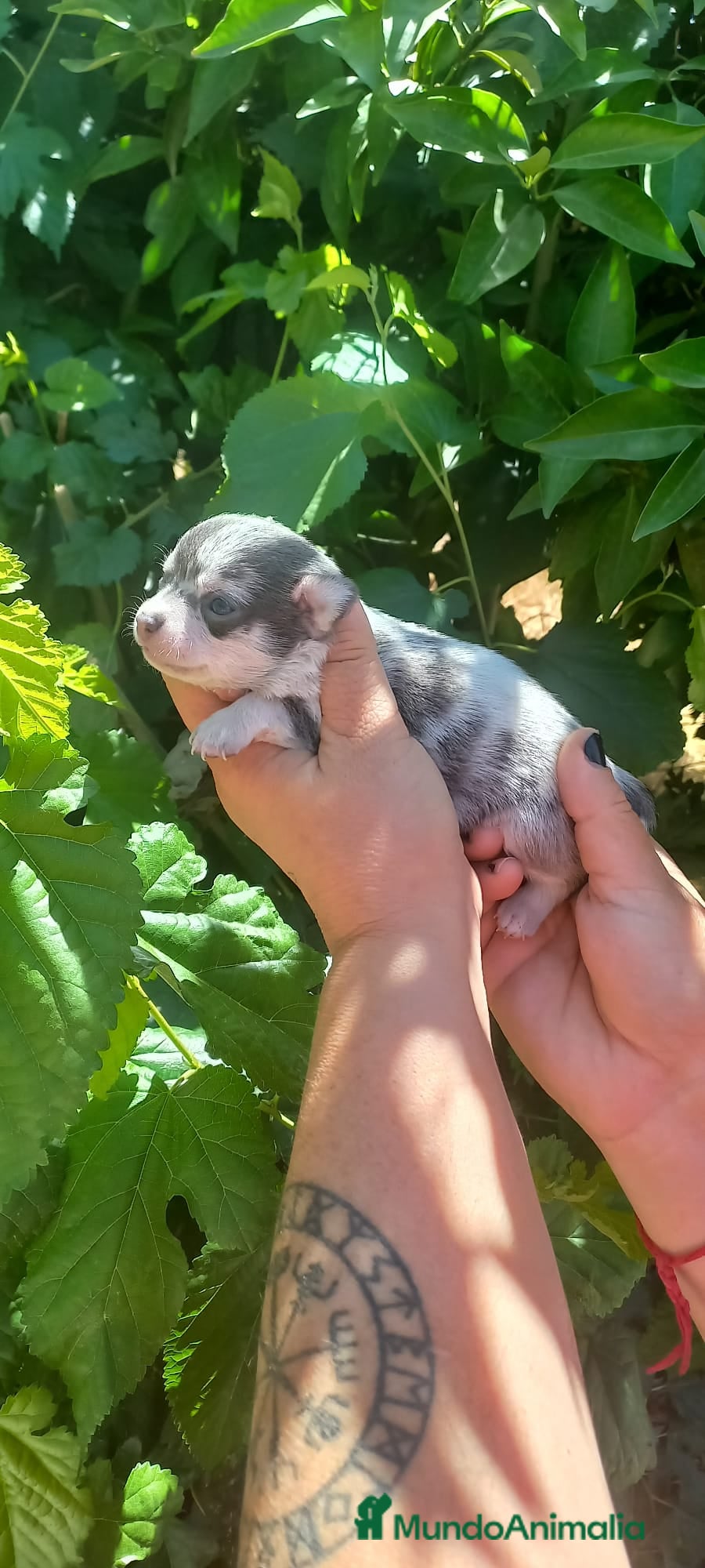 Chihuahua perros Camada de chihuahua trimerle lila choco  - Anuncio 22