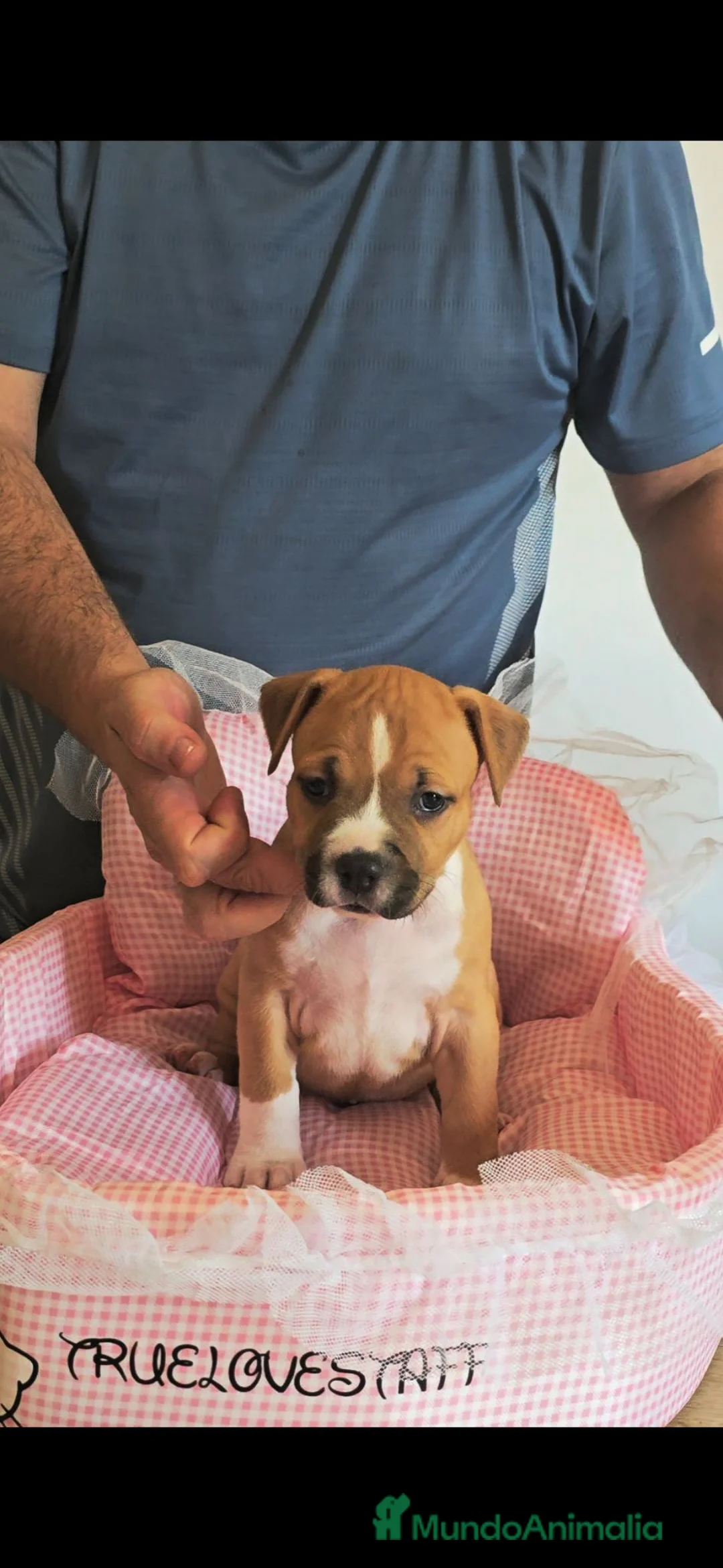 American Staffordshire-Terrier perros en venta: American staffordshire Terrier  - Anuncio 2