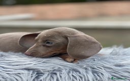Teckel Miniatura perros en venta: CAMADA TECKEL MINIATURA ISABELLA - Imagen 4