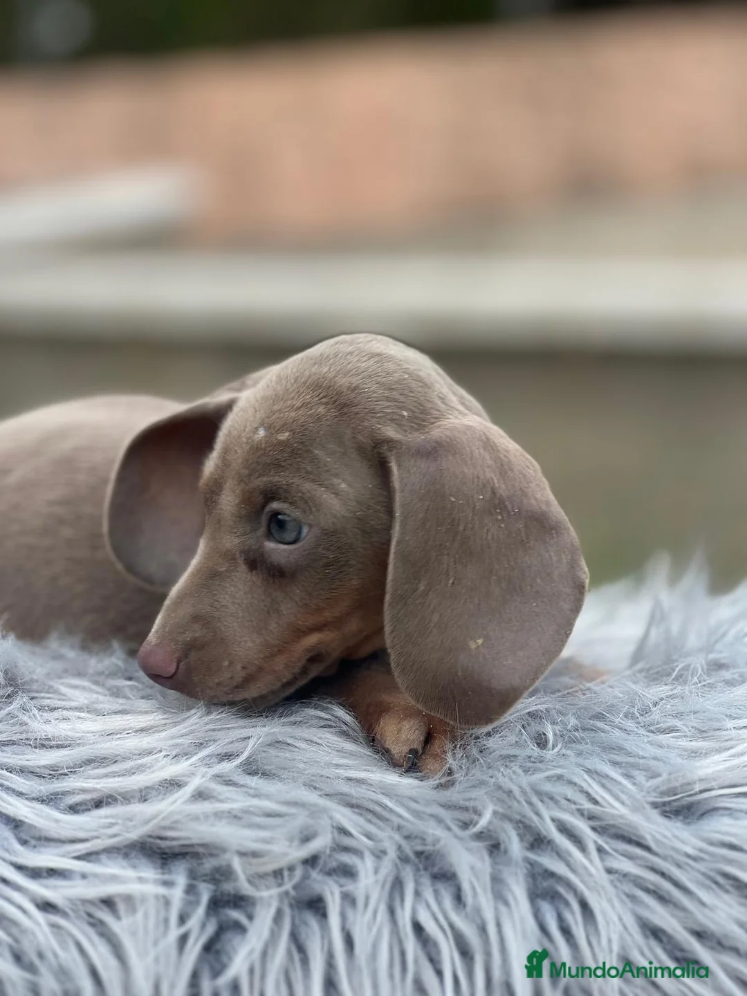 Teckel Miniatura perros en venta: CAMADA TECKEL MINIATURA ISABELLA - Anuncio 4