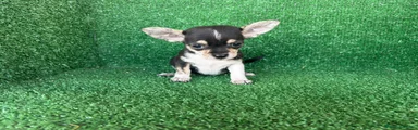 Chihuahua 2