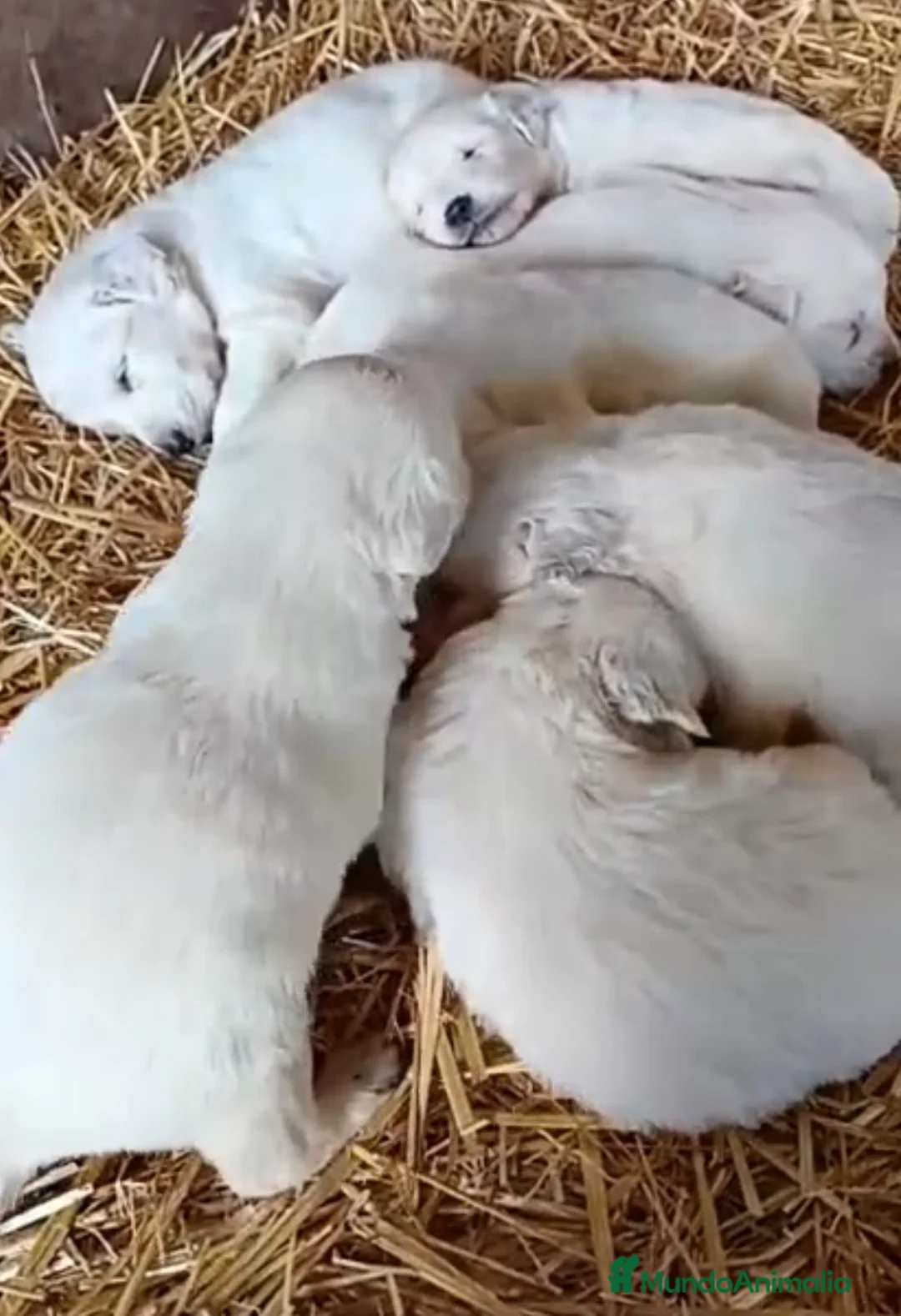 Golden Retriever perros en venta: Golden retriever  - Anuncio 2