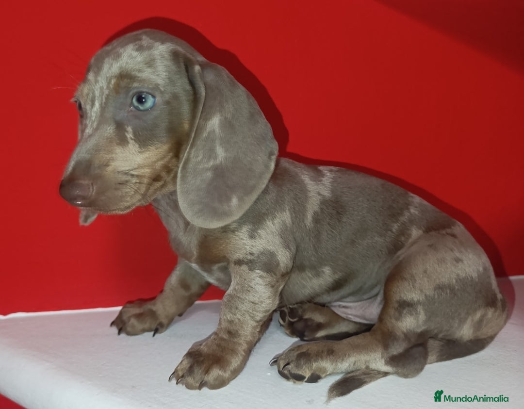 Teckel perros en venta: Teckel kaninchen Arlequínes y colores bellisimos - Imagen 1