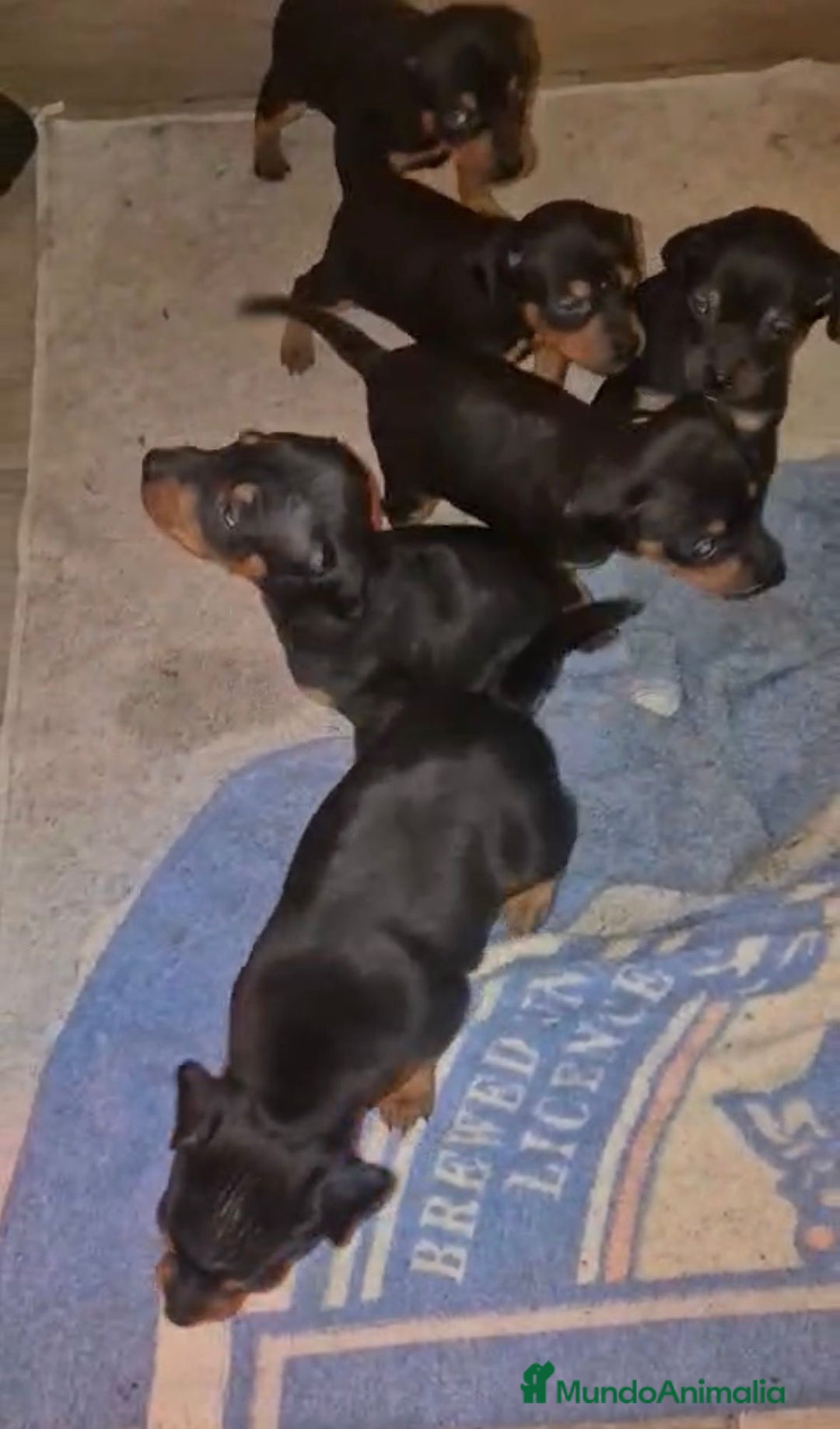 Pinscher Miniatura perros en venta: Pinscher miniatura  - Anuncio 6