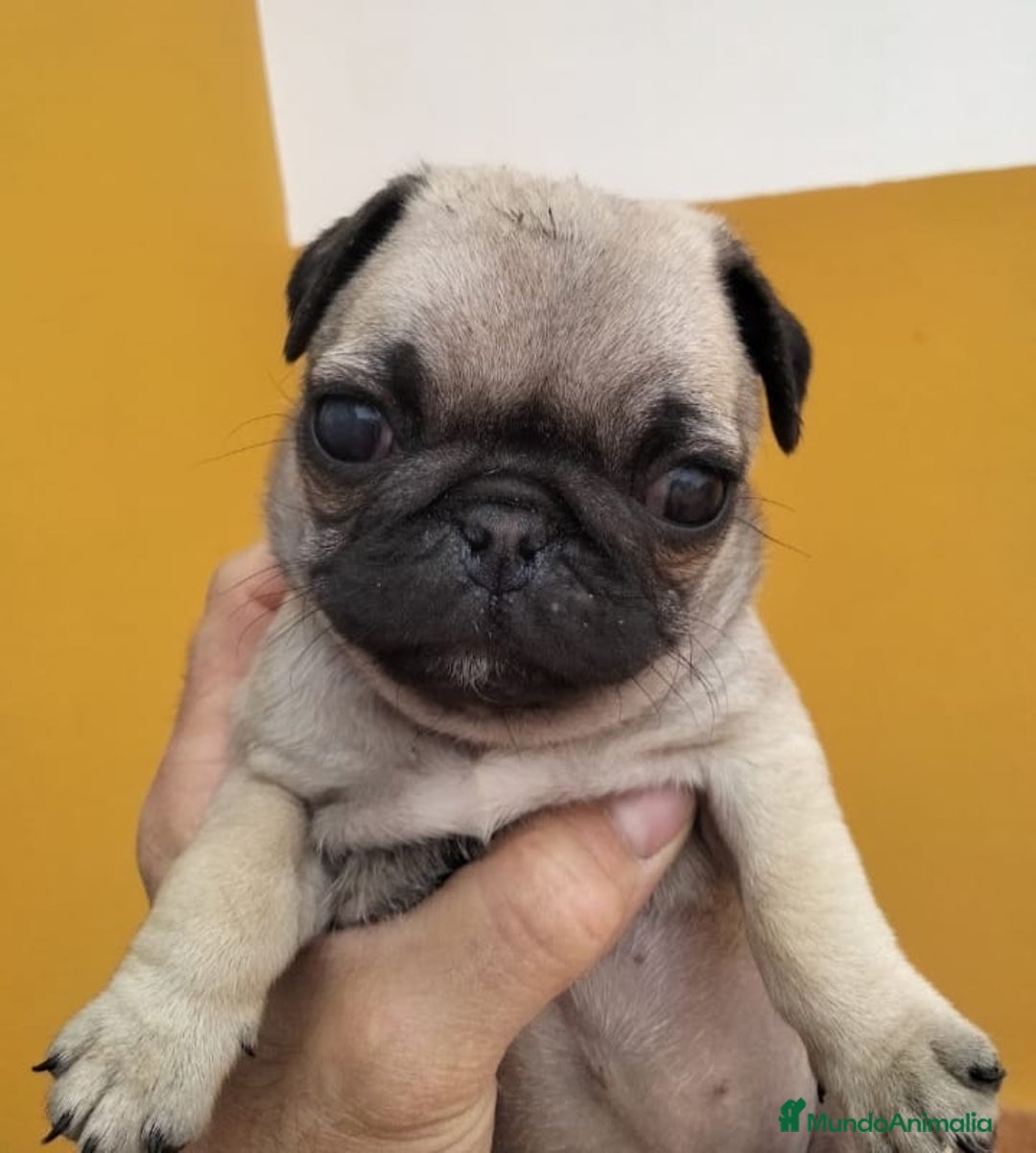 Carlino - Pug perros en venta: Carlino -pug - Anuncio 5