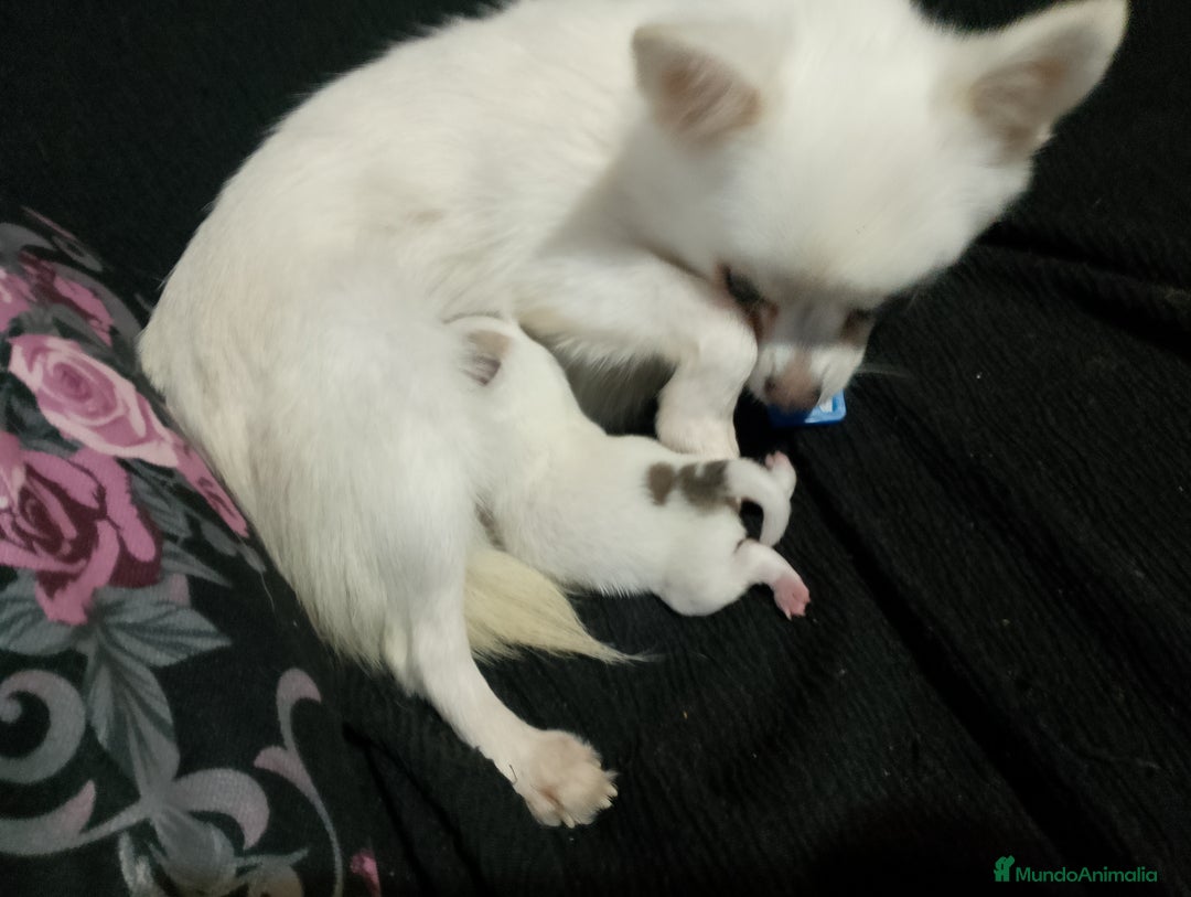 Chihuahua perros en venta: Última hembra de chihuahua preciosa  - Imagen 8