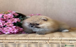 Pomerania perros en venta: Pomerania hembra sable disponible !! - Imagen 9