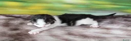 Bosque de Noruega gatos en venta: Gatitos bosques de noruega - Anuncio 10