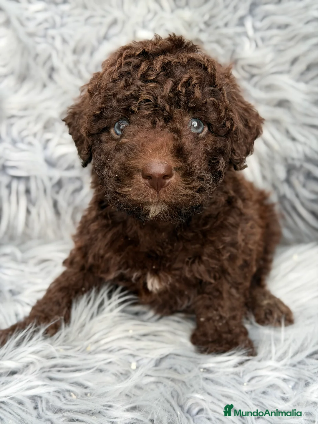 Perro de Agua Español perros en venta: Pdae chocolate ojos azules   - Anuncio 2