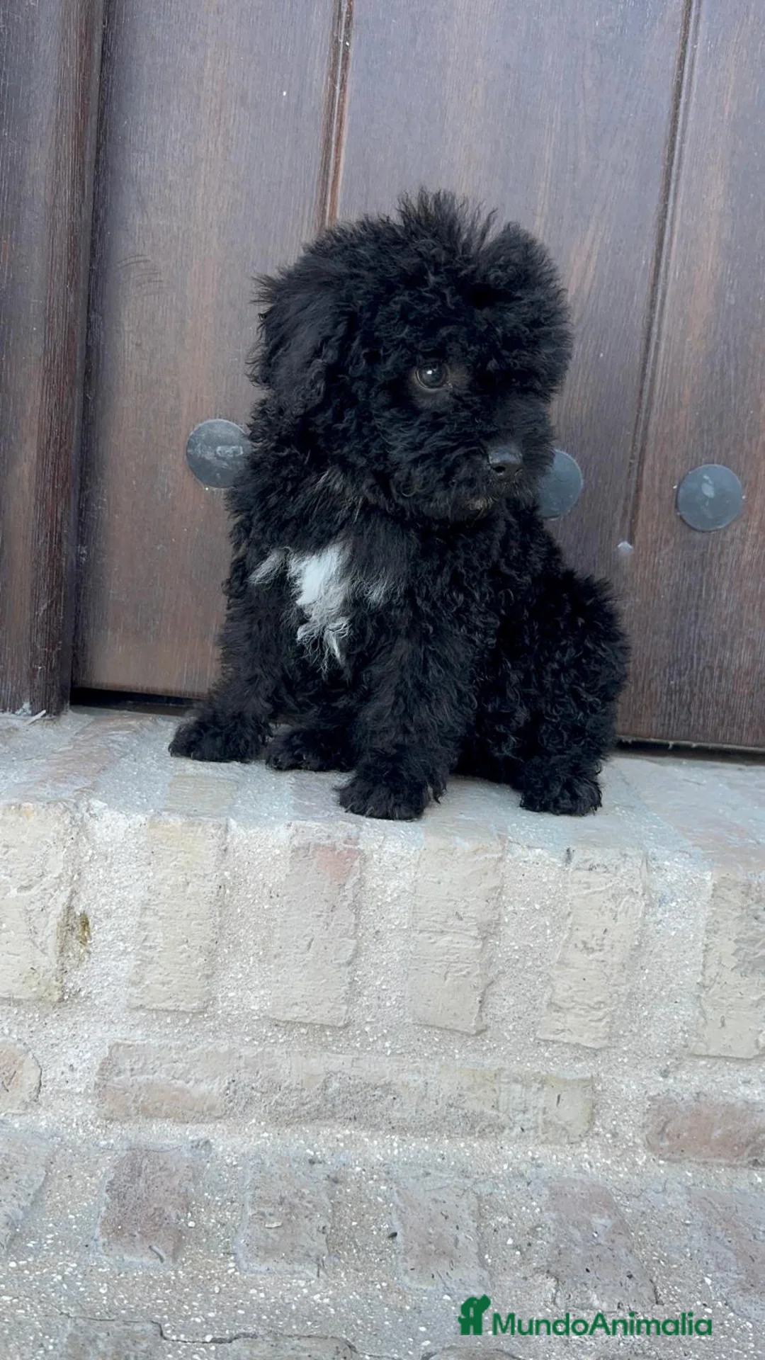 Perro de Agua Español perros en venta: PERRO DE AGUA ESPAÑOL - Anuncio 20