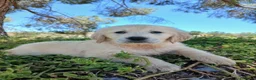Golden Retriever perros en venta: GOLDEN RETRIEVER  - Anuncio 10