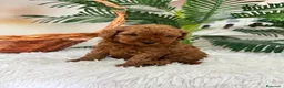 Caniche Toy perros en venta: CANICHE TOY HEMBRA - Anuncio 1