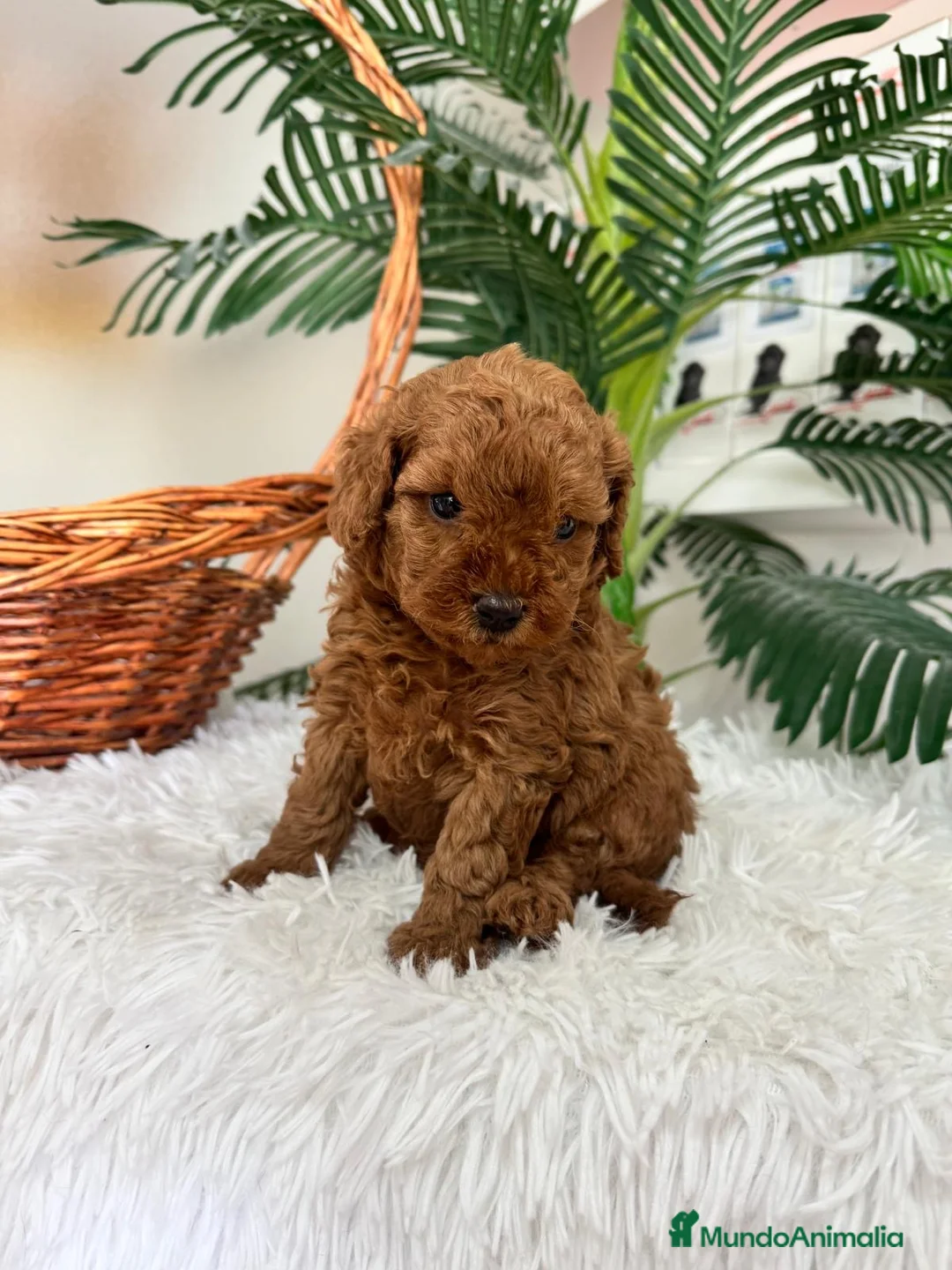 Caniche Toy perros en venta: CANICHE TOY HEMBRA - Anuncio 1