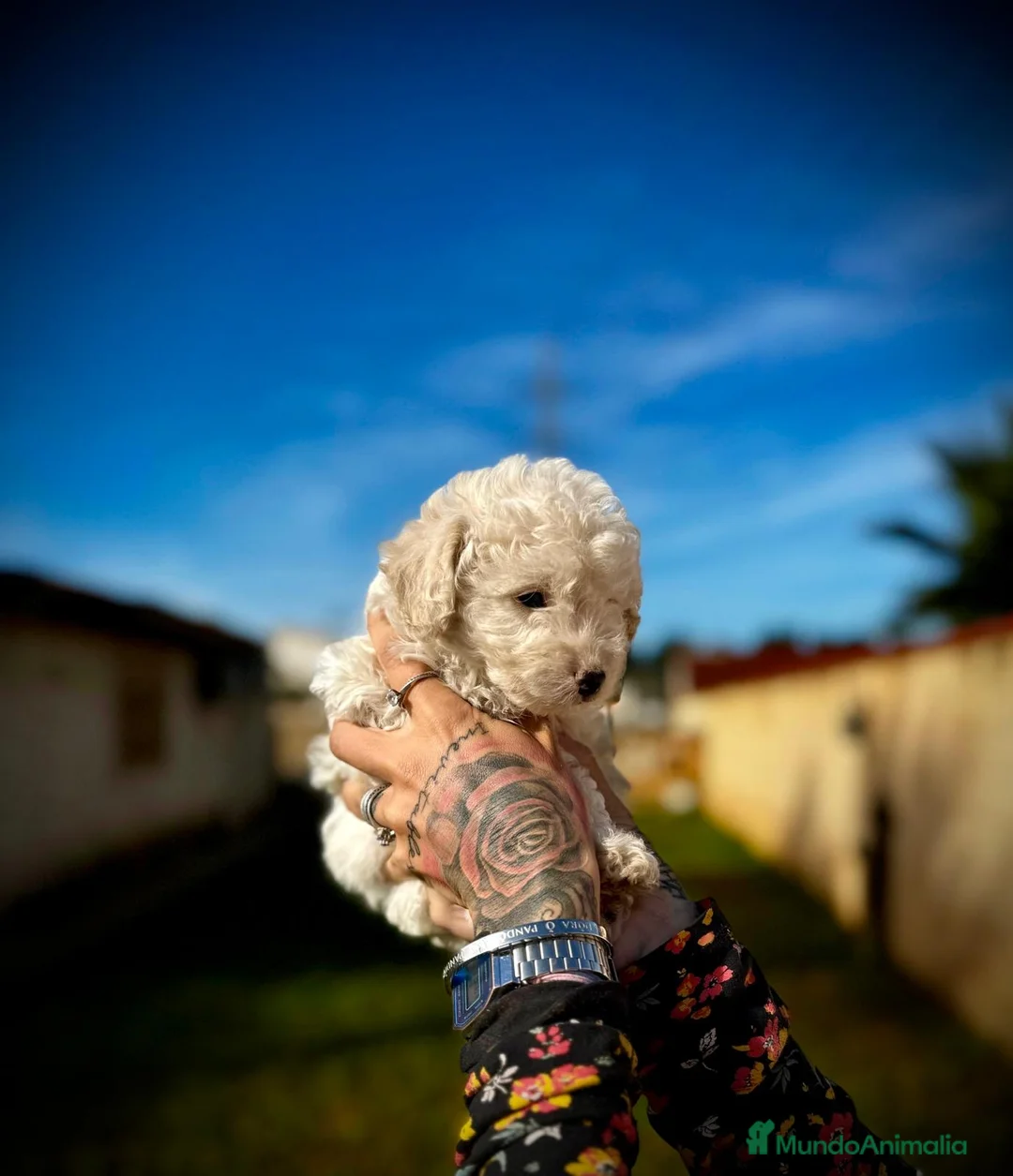 Caniche Toy perros en venta: Caniche Toy en Illes Balears - Anuncio 3