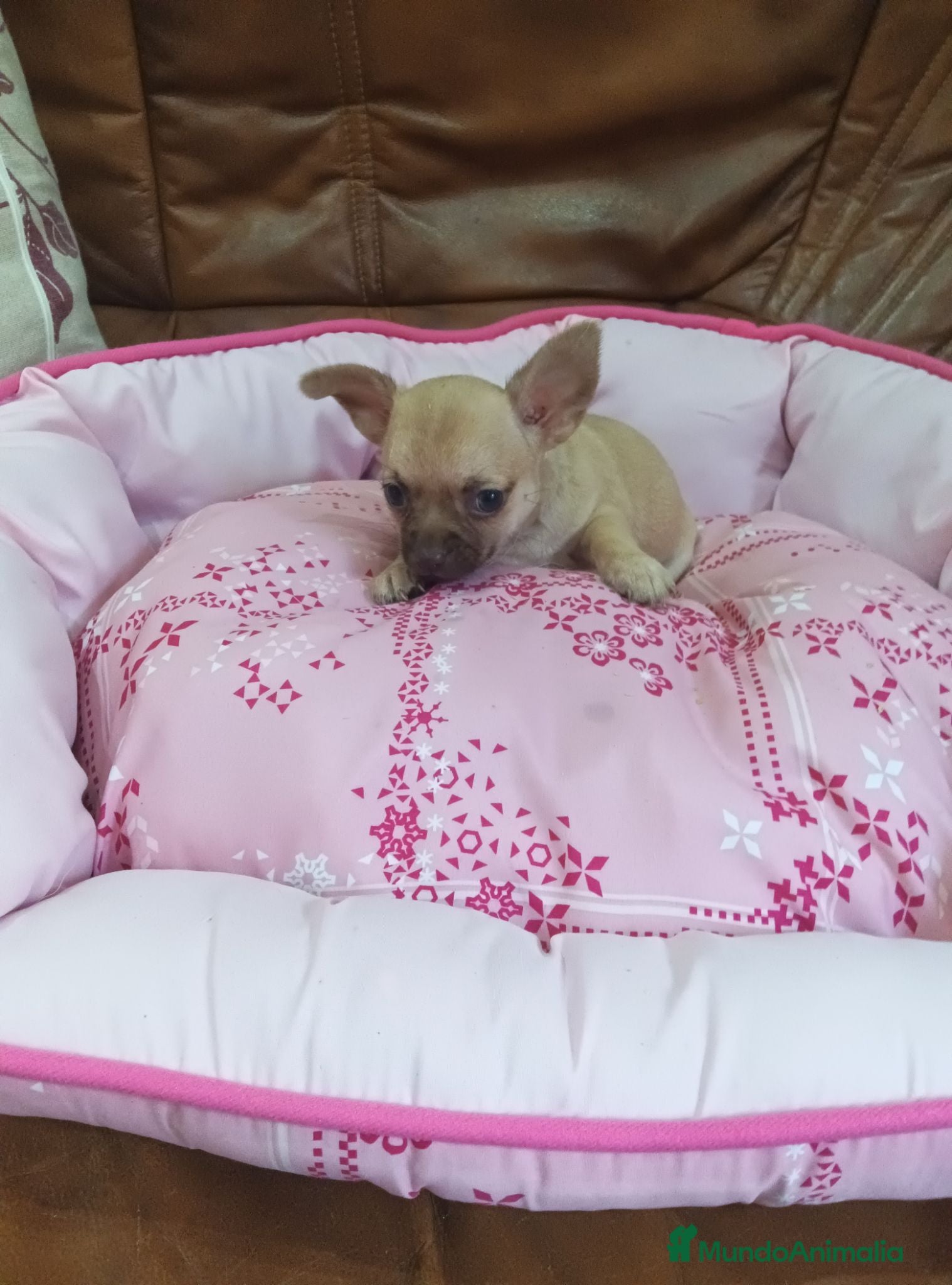 Chihuahua perros Chihuahua toy machito - Anuncio 2